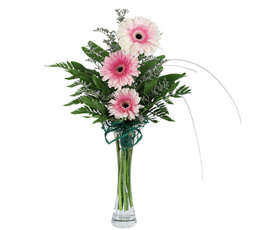 Trinity Gerbera Daisies
