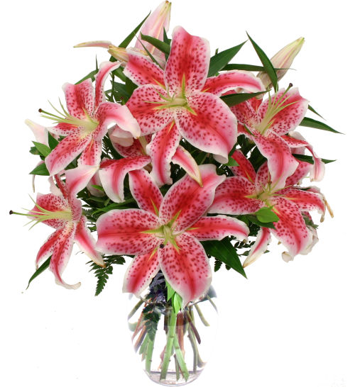 Stargazer Lilies