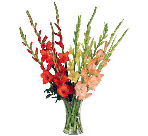premium flowers
