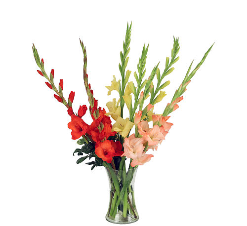 Glorious Gladiolas