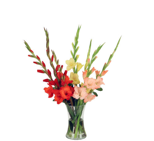 standard flowers