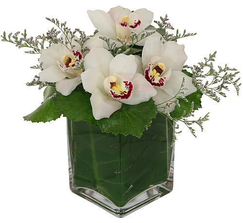 Exquisite Orchids