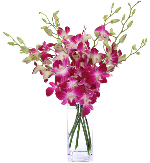 Simply Orchids