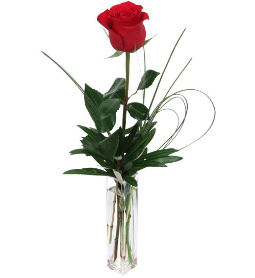 Single Red Rose