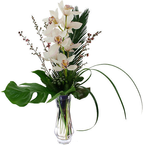 Cymbidium Orchids