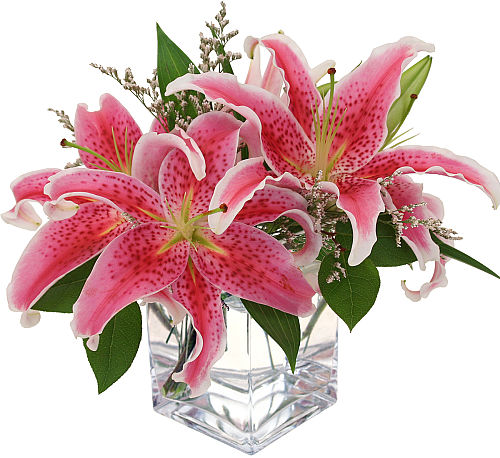 Fragrant Stars