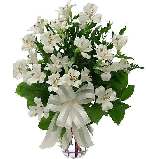 White Peruvian Lilies