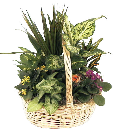 Large Planter Basket