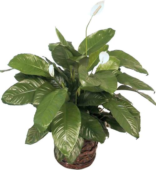 Peace Lily
