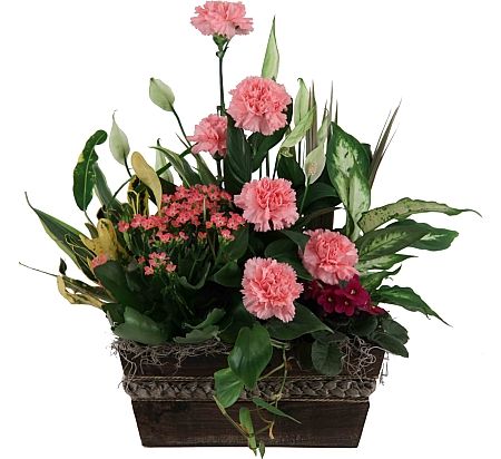 Pink Plant Garden