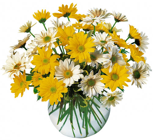 14 tips to Make Caring for Shasta Daisies a Breeze
