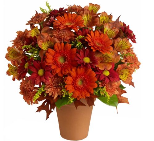 premium flowers