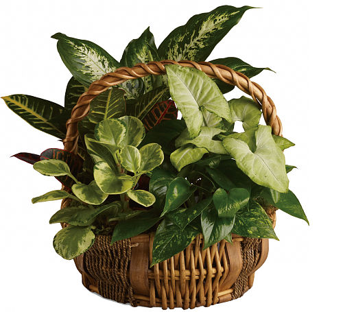 Teleflora's Emerald Garden Basket