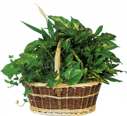 Teleflora's Large Basket Garden