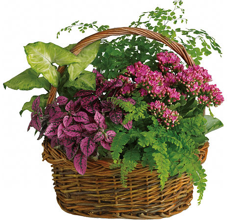 Teleflora's Secret Garden Basket #PL8TA • Canada Flowers