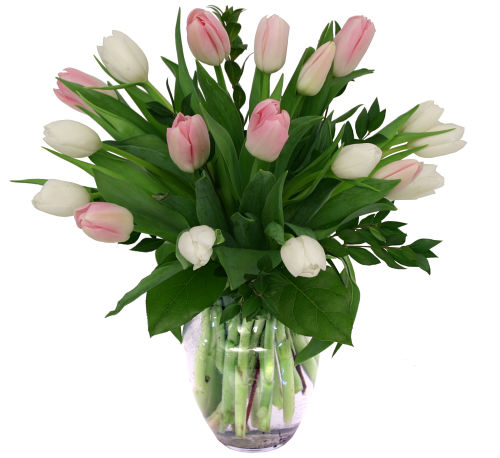 Pink & White Tulips