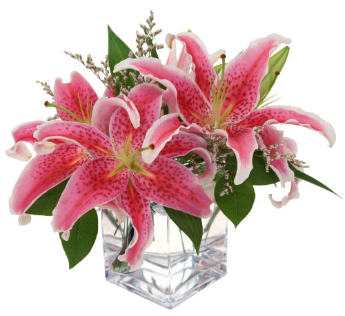 Fragrant Stars