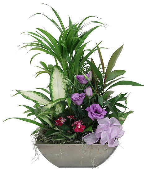 Flowering Garden