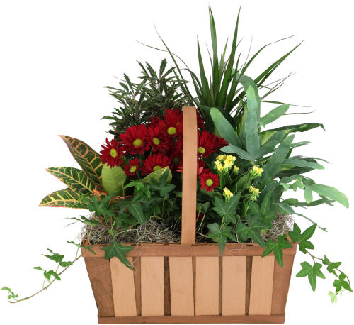 Plants Galore!