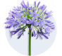 Agapanthus