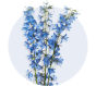 Delphinium