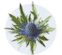 Eryngium