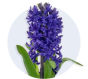 Hyacinth