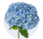 Hydrangea