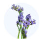 Blue Statice