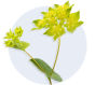 Bupleurum