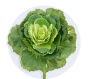 Decorative Cabbage - Green