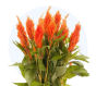 Celosia Flamma