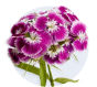 Sweet William