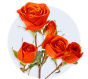 Dark Orange Spray Roses