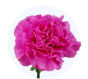 Fuchsia Standard Carnation