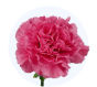 fuchsia-standard-carnation_6a568588ac4fa.jpg