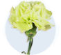 Carnation