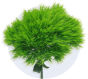 Green Trick Dianthus