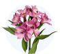 Lavender Alstroemeria