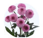 lavender-button_6841d0f5e1d72.jpg