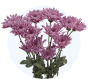 Lavender Chrysanthemum