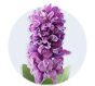 Hyacinth