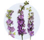 Larkspur