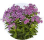 Phlox