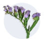 lavender-statice_6841abd804ab3.jpg
