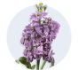 lavender-stock_6841aab221413.jpg