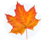Leaf Decor