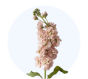 light-pink-stock_650b21414a2c4.jpg