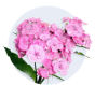 Sweet William