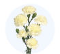 Light Yellow Mini Carnation
